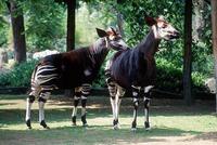 Okapia johnstoni - Okapi