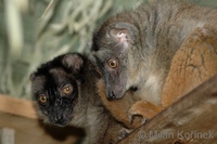 Eulemur fulvus mayottensis - Mayotte Lemur