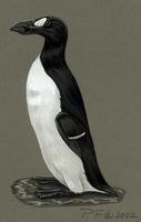 Image of: pinguinus impennis (great auk)