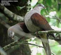 Mountain Imperial Pigeon - Ducula badia