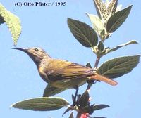 Fire-tailed Sunbird - Aethopyga ignicauda