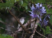 Visayan Pygmy Babbler - Stachyris pygmaea