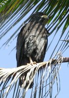 Common Black-Hawk - Buteogallus anthracinus