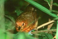 Blackish Antbird - Cercomacra nigrescens