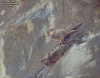 Eurasian Crag-Martin - Ptyonoprogne rupestris