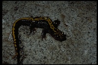 : Ambystoma macrodactylum sigillatum; Southern Long-toed Salamander