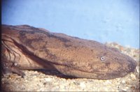 : Andrias davidianus; Chinese Giant Salamander