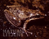 : Litoria latopalmata; Broad-palmed Frog