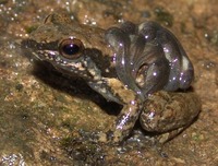 : Mannophryne collaris