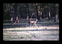 : Odocoileus hemionus; Mule Deer