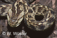 : Tomodon dorsatus; Snake - Defensive Display