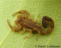 : Tityus pusillus; Brown Scorpion