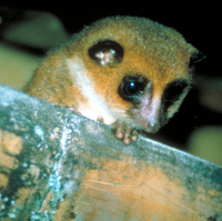 Greater dwarf lemur (Cheirogaleus major)