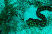 Echidna catenata, Chain moray: fisheries, aquarium