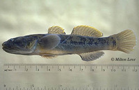 Gillichthys mirabilis, Longjaw mudsucker: bait