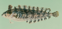 Pavoclinus laurentii, Rippled klipfish: