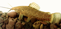 Megalechis picta, Spotted hoplo: fisheries, aquarium