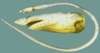 Apterichtus klazingai, Sharpsnout snake eel: