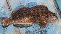 Scartichthys gigas, Giant blenny: fisheries