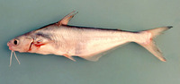 Helicophagus waandersii, : fisheries