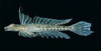 Diplogrammus infulatus, Sawspine dragonet: aquarium