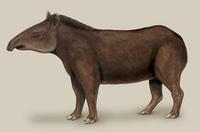 Image of: Tapirus terrestris (Brazilian tapir)