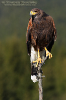 Parabuteo unicinctus - Harris's Hawk