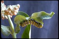 Image of: Danaus plexippus (monarch butterfly)