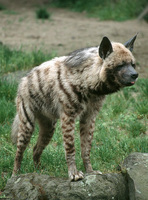 Hyaena hyaena - Striped Hyena