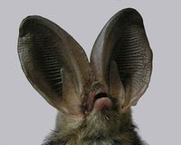 Plecotus auritus - Brown Big-eared Bat