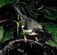Image of: Dendroica caerulescens (black-throated blue warbler)