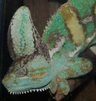 Image of: Chamaeleo calyptratus (veiled chameleon)