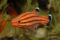 Liopropoma rubre - Peppermint Bass