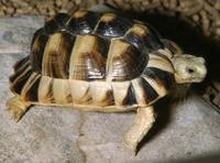 Image of: Testudo kleinmanni (Egyptian tortoise)