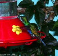 Violet-bellied Hummingbird (Damophila julie)