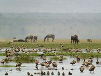 Lake Manyara National Park - Tanzania