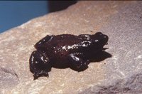 : Atelopus ignescens; Jambato Toad