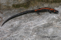 : Pseudoeurycea bellii bellii; Bell's False Brook Salamander