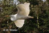: Egretta alba; Great White Egret