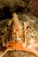 : Ogcocephalus nasutus; Shortnose Batfish