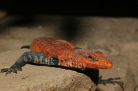 : Platysaurus imperator; Emperor Flat Lizard