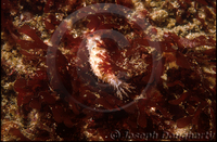 : Eupentacta quinquesemita; Stiff-footed Sea Cucumber