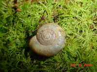 : Haplotrema sp.; Dart Snail