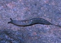 : Zacoleus idahoensis; Sheathed Slug