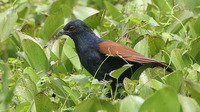 Greater Coucal Centropus sinensis
