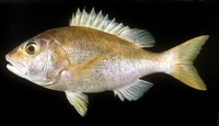 Lipocheilus carnolabrum, Tang's snapper: fisheries
