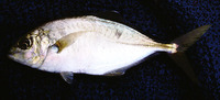 Carangoides praeustus, Brownback trevally: fisheries, gamefish