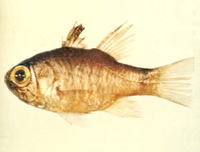 Apogon guamensis, Guam cardinalfish: