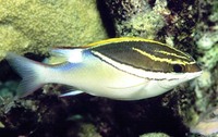 Scolopsis bilineata, Two-lined monocle bream: fisheries, aquarium
