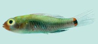 Eviota lachdeberei, Lachdebrere's pygmy goby: